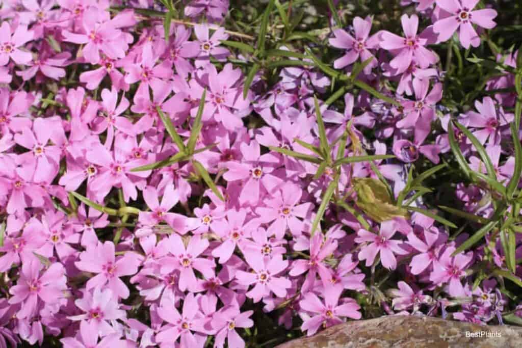 Flowering Creeping Phlox (Phlox subulata)