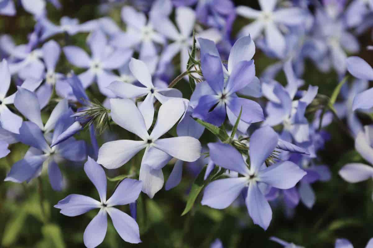 Soft, tender blue Phlox divaricata