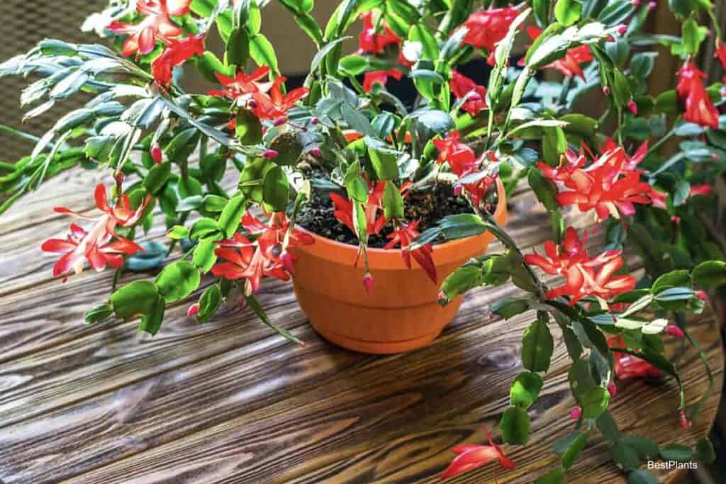 Potted, blooming Christmas cactus