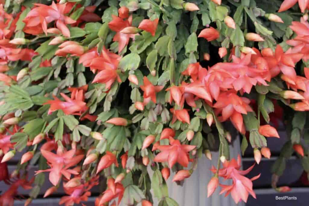 large flowering Christmas cactus