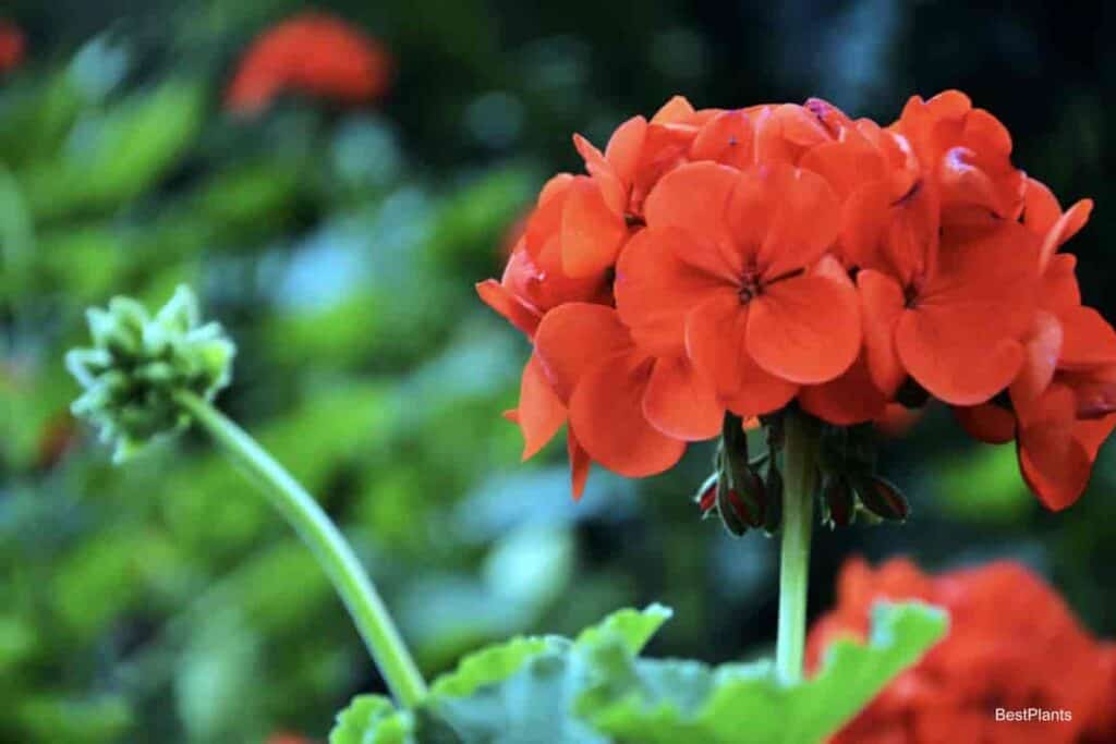 geranium bloom