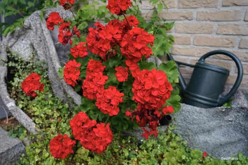 flowering Geraniums