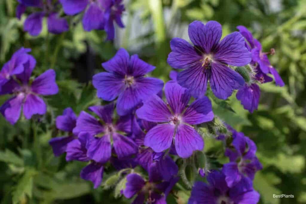 Blooming Hardy Geranium