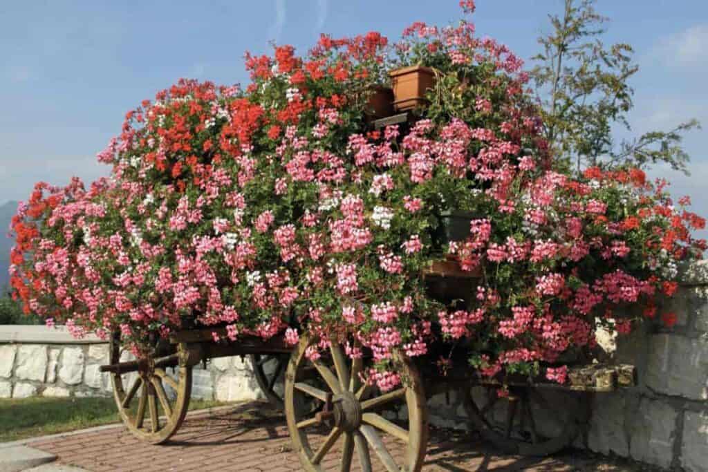 Wagon full on flowering Geraniums