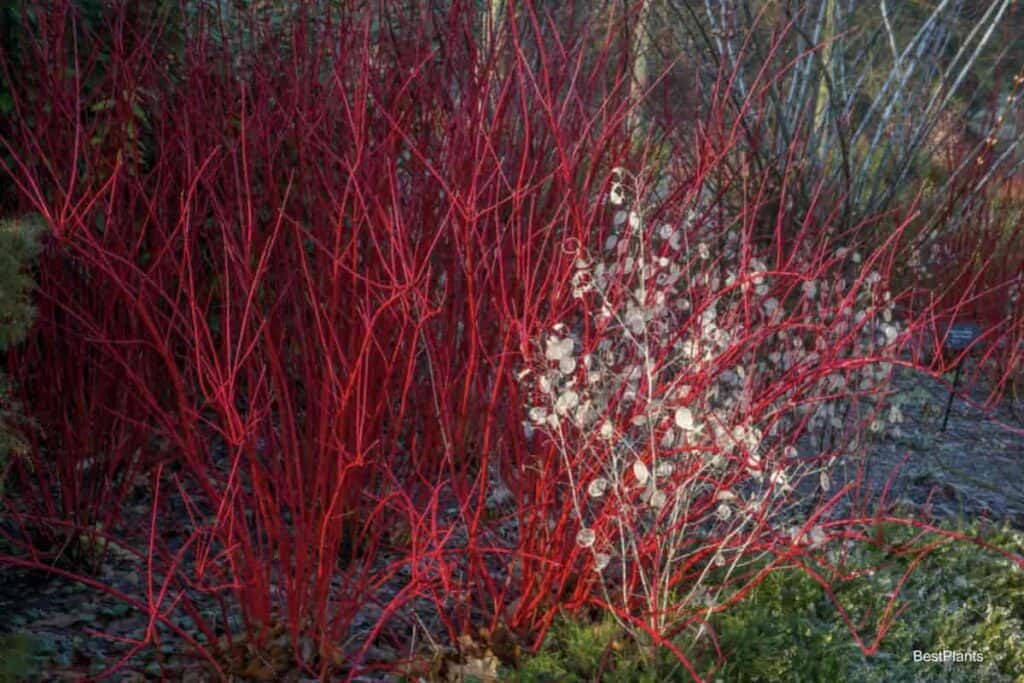 attractive branches of cornus alba the tatarian dogwood