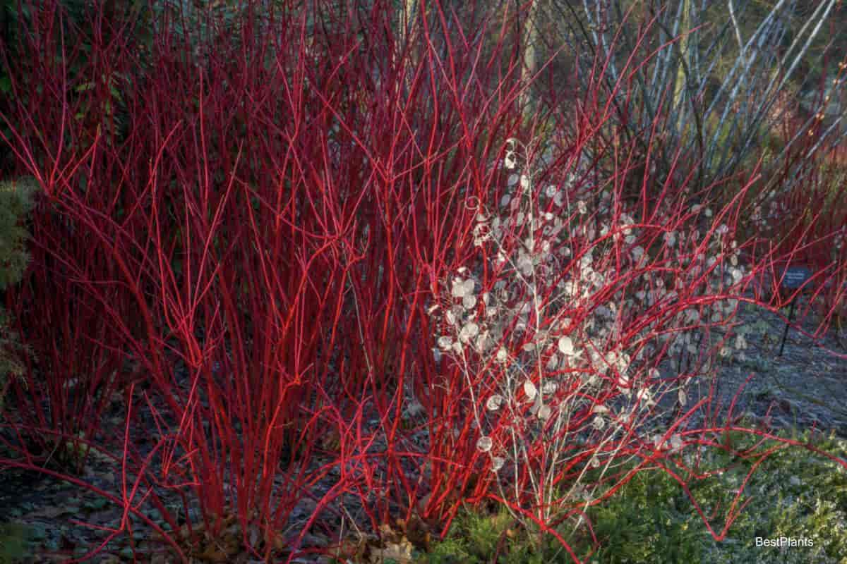 attractive branches of cornus alba the tatarian dogwood
