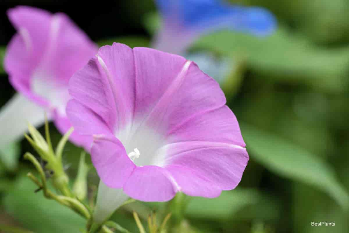 Pink morning glory