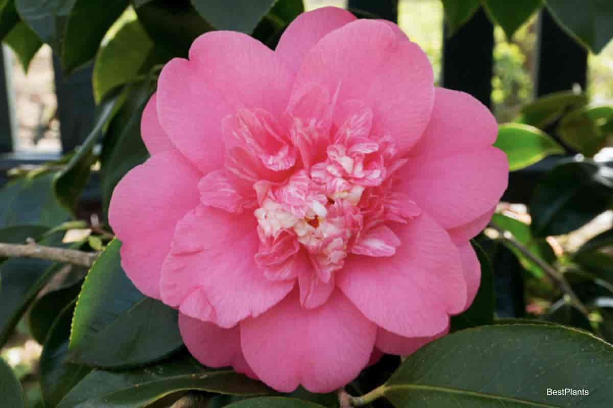 Flowering Camellia shrub