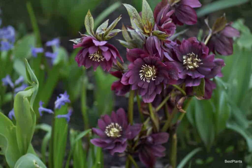 Attractive blooming Hellebores