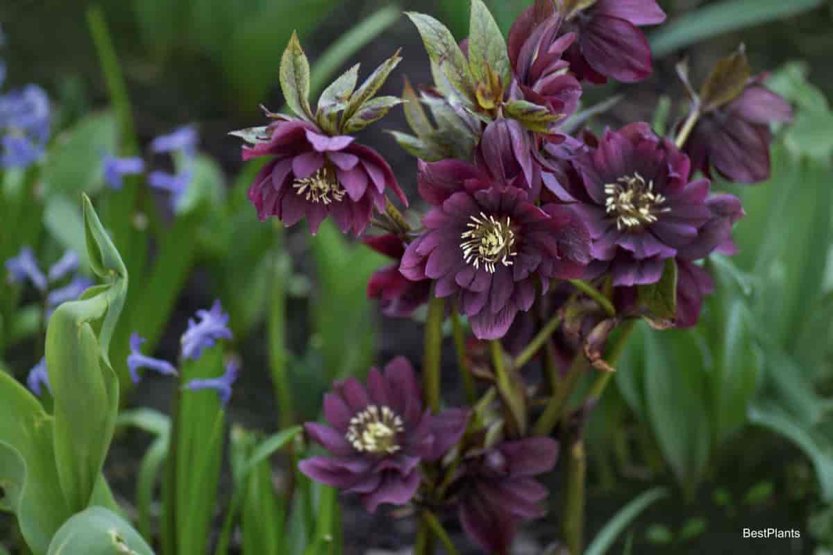 Attractive blooming Hellebores
