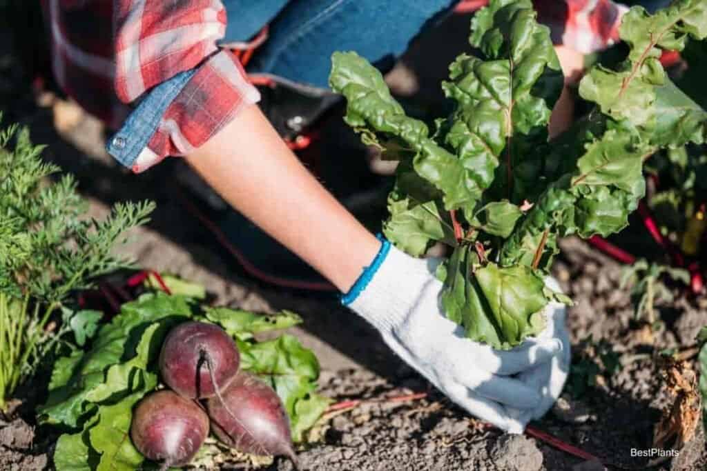 what is organic gardening soil?
