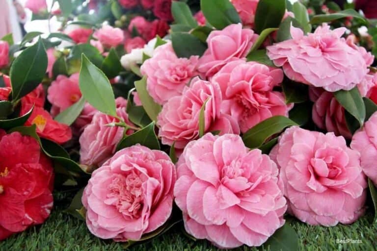 3 Secrets For Growing Camellias Successfully Where How And When 3 Secrets For Growing Camellias Successfully Where How And When