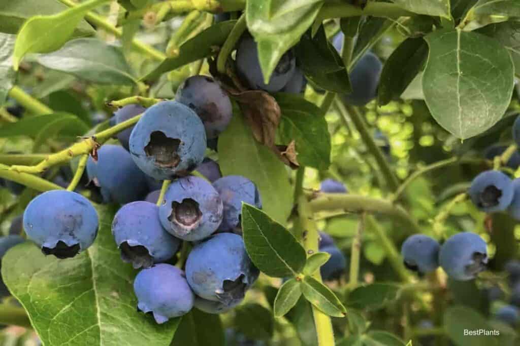 ripe blueberries