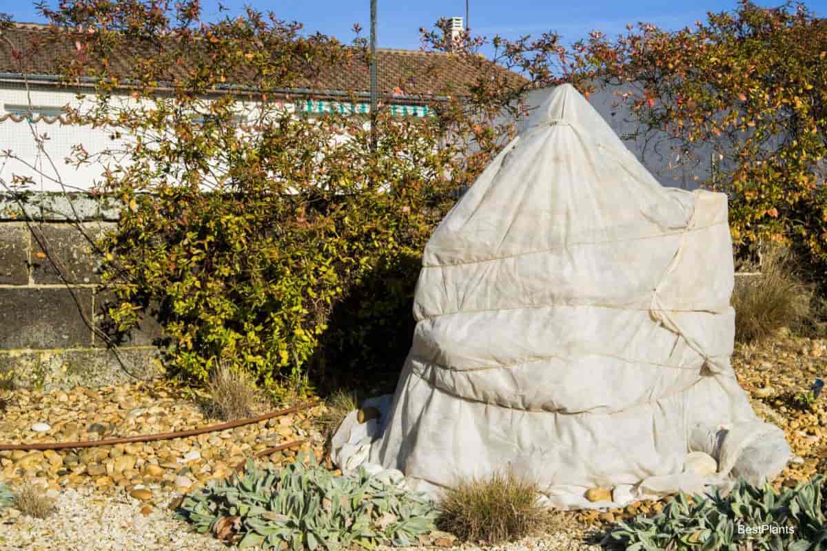garden winter protection