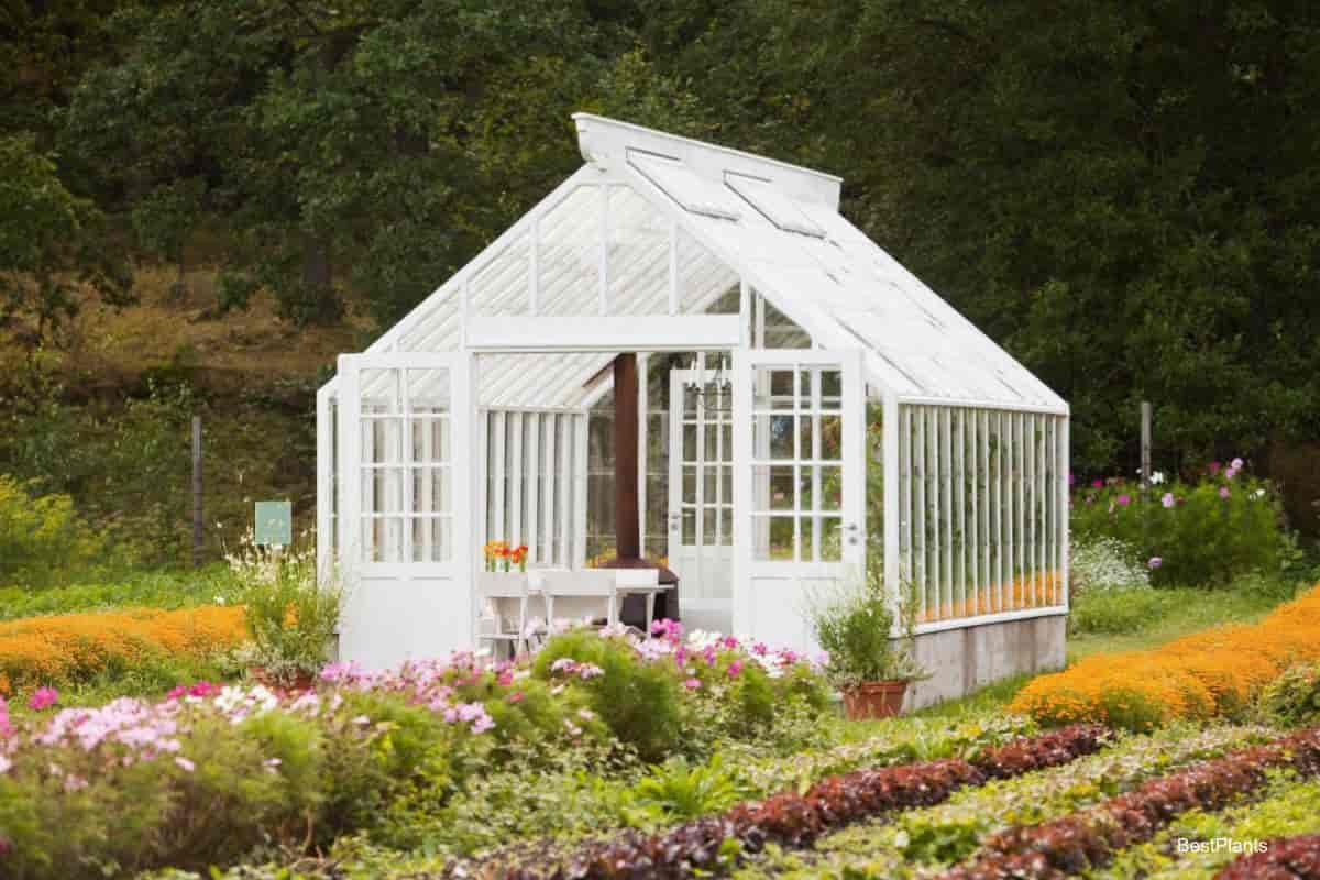 the home greenhouse in November