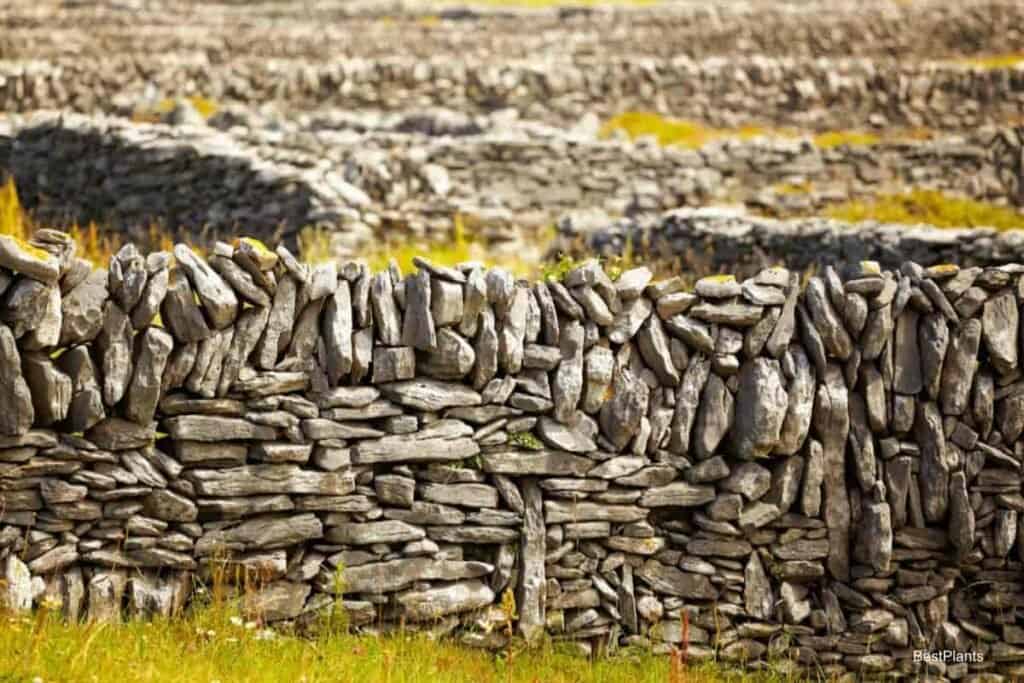 old garden walls