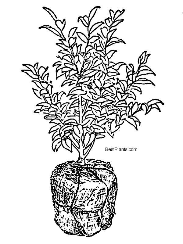 balled and burlap Camellia