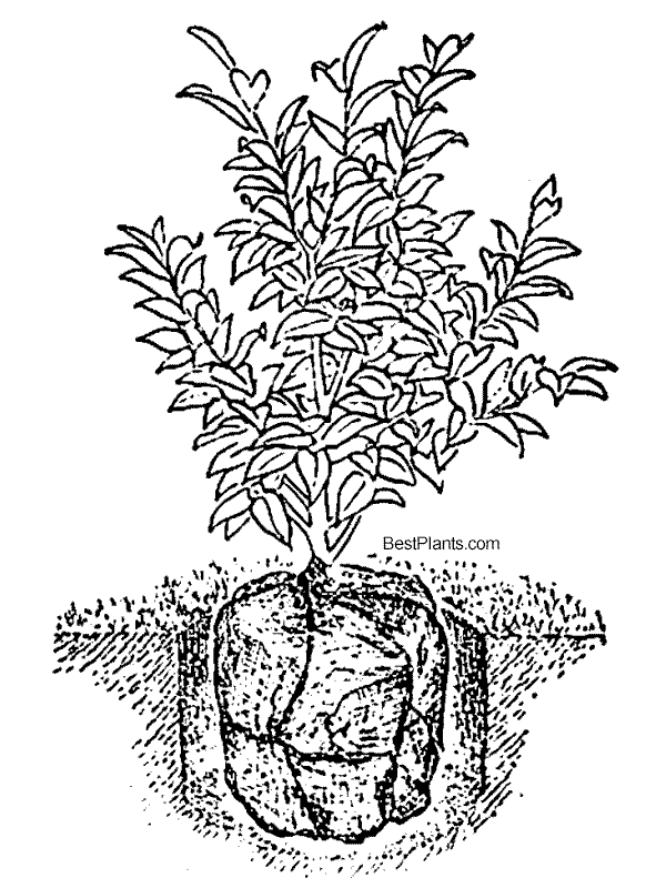 Planted Camellia shrub