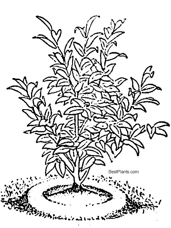 Planted Camellia shrub with water basin