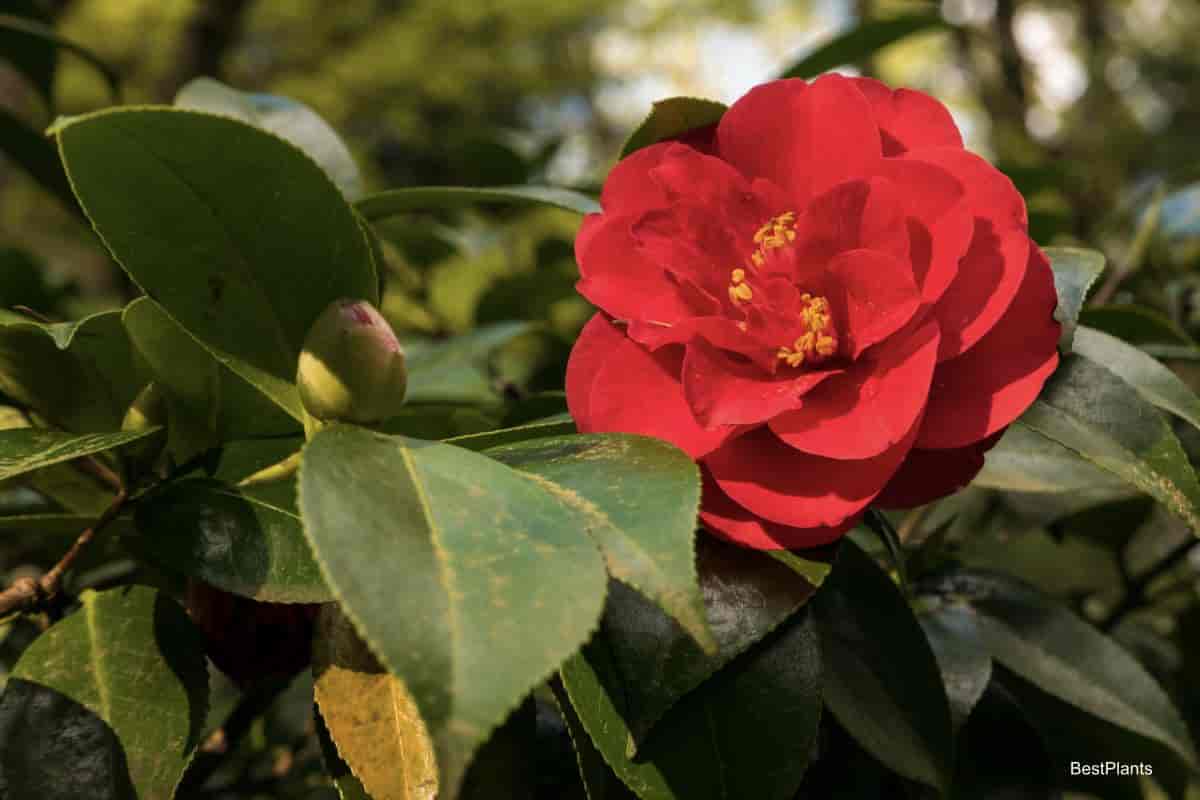 Flowering Red Camellia