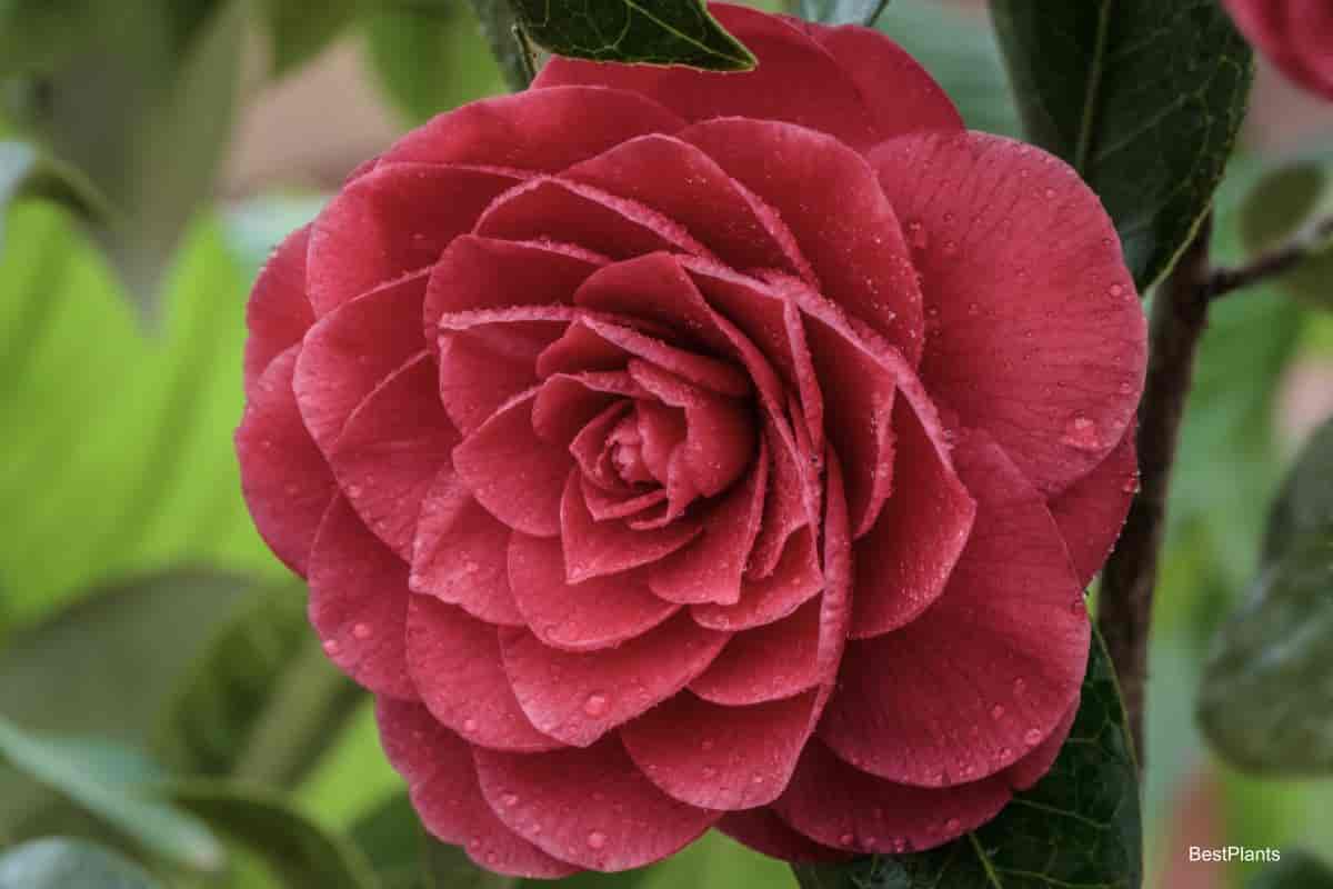 beautiful Camellia flower