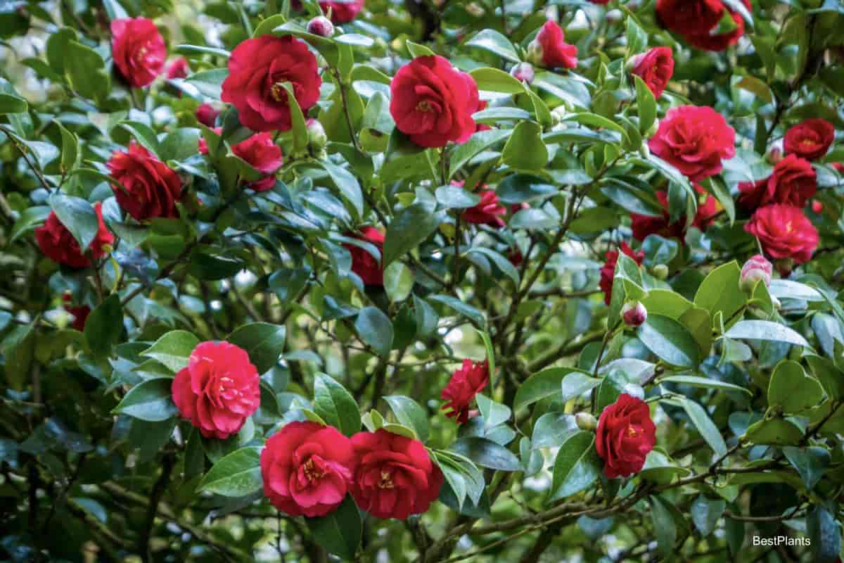 Camellia planting pacific northwest