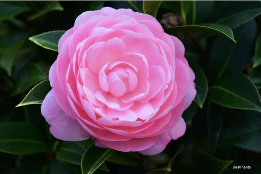 Camellia flowers begin with soil