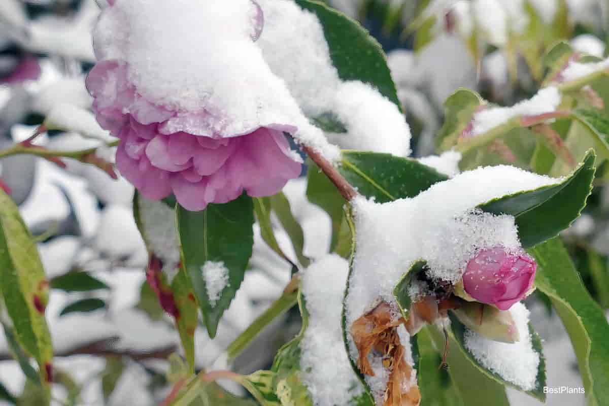Camellia blooms covered with snow