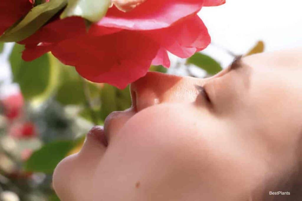 woman smelling camellia bloom