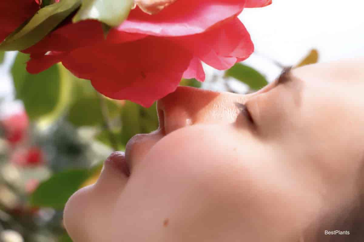 woman smelling camellia bloom