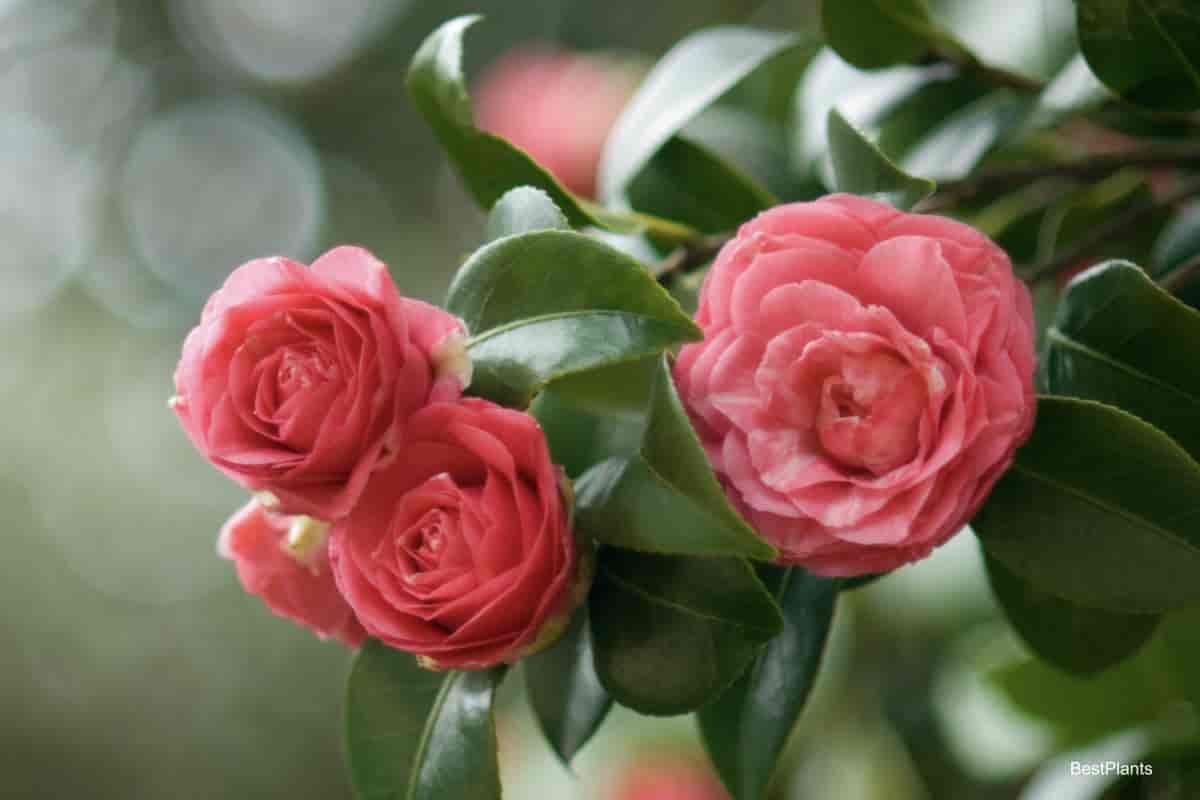 Blooming Camellia shrub