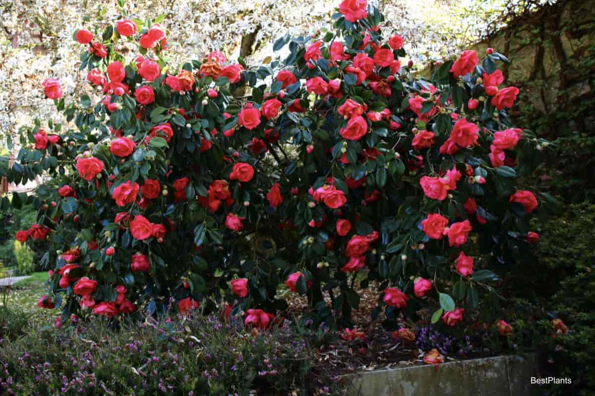 blooming Camellias growing in the landscape