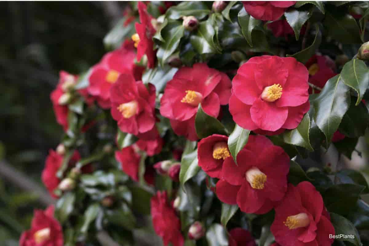 bright, colorful red Camellia blooms