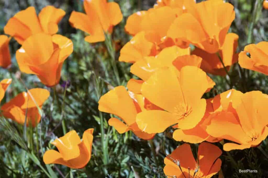 blooming California poppy