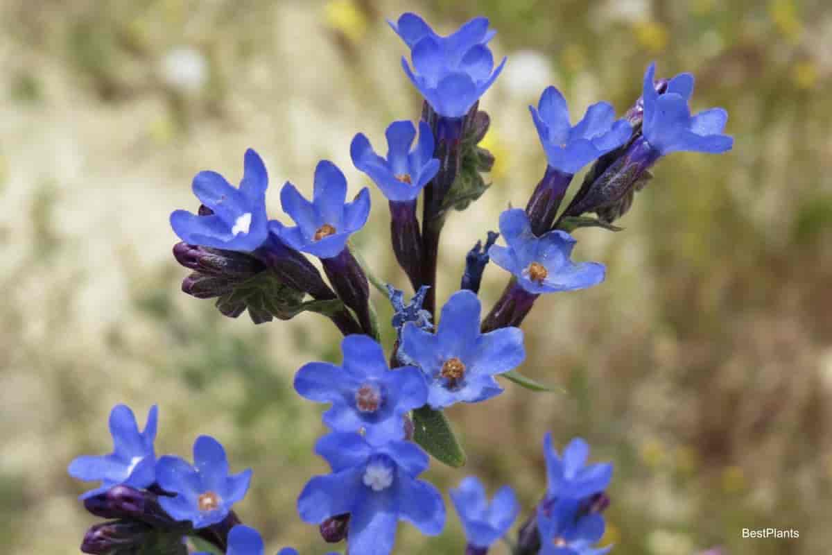 blue flowers of Anchusa plant