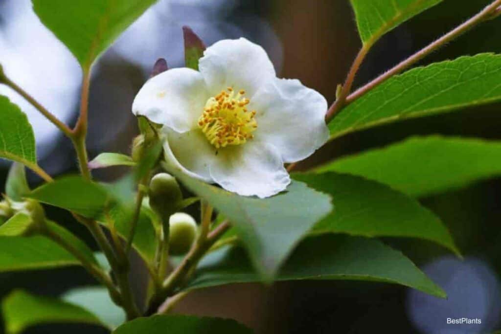 flowering Mountain Stewartia