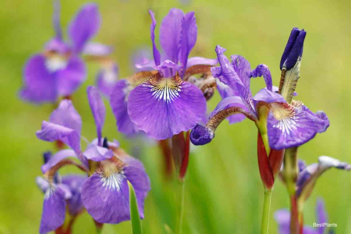Iris flowers can experience crown rot