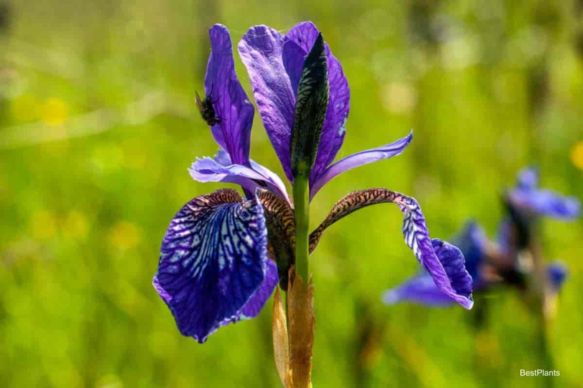 Blooming Vesper Iris -