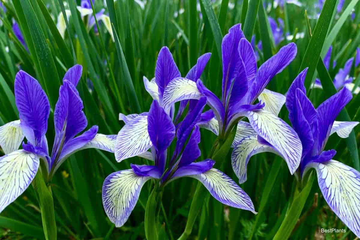 blooming Iris in the landscape