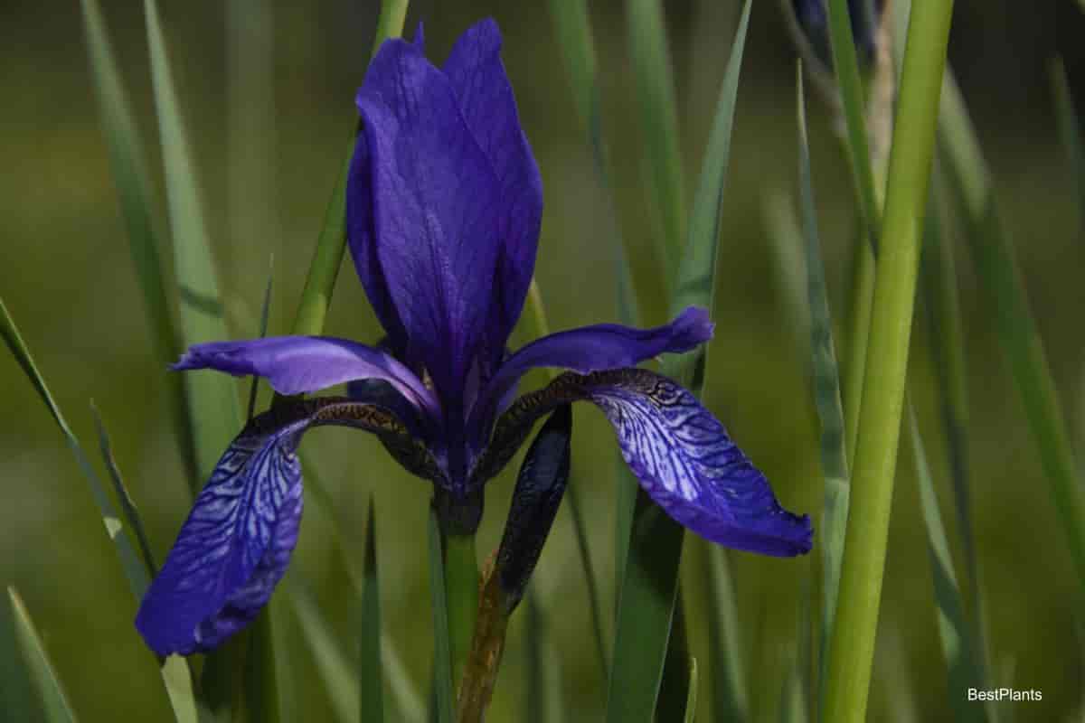 louisiana swamp iris