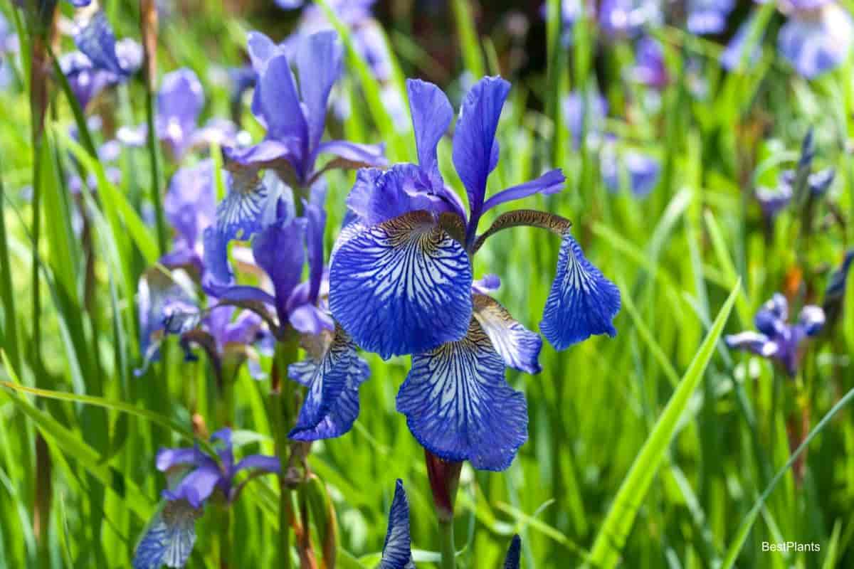 blooming siberian iris