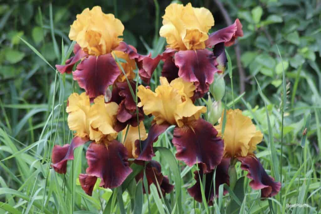 colorful bearded iris