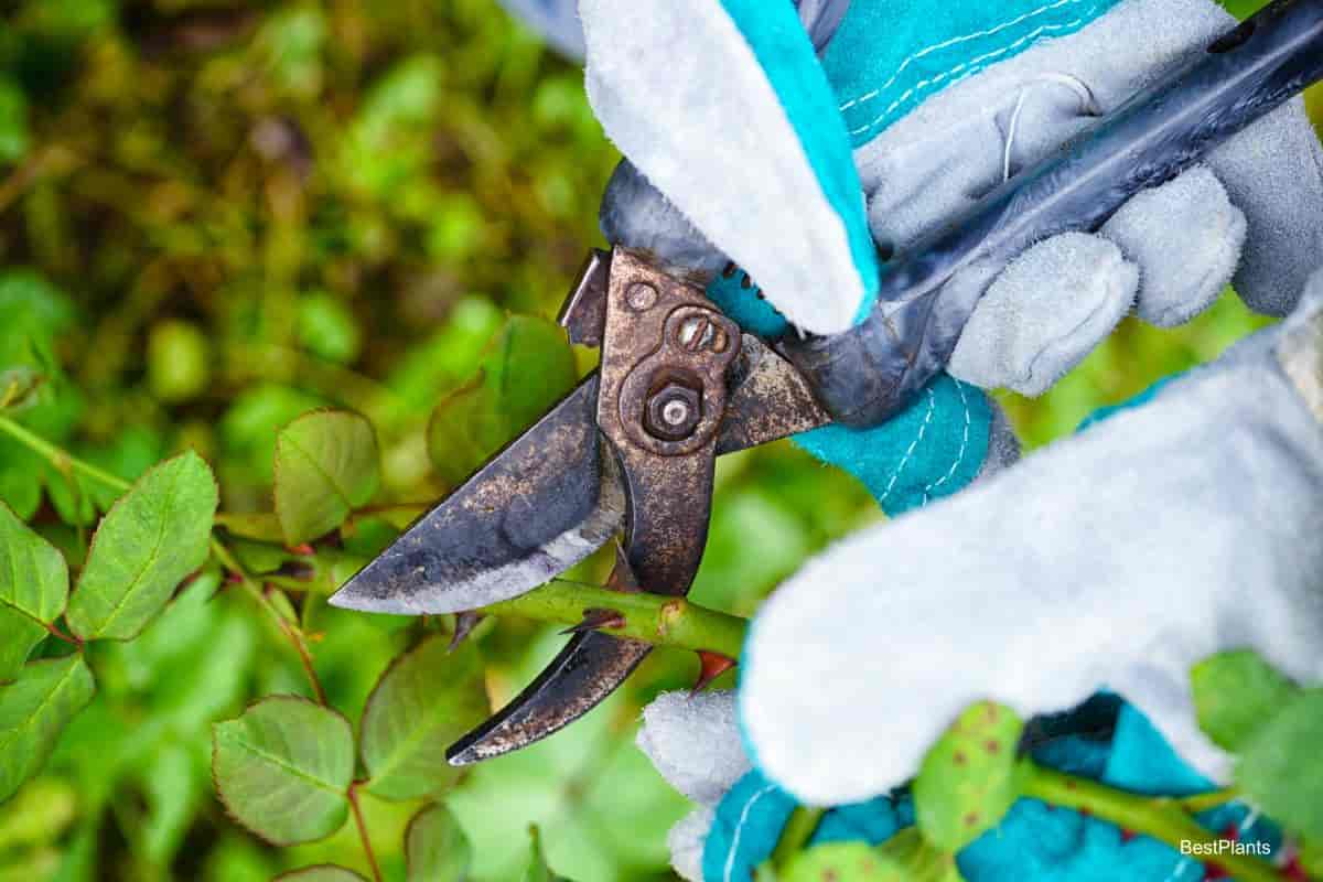 Pruning stems of rose bushes