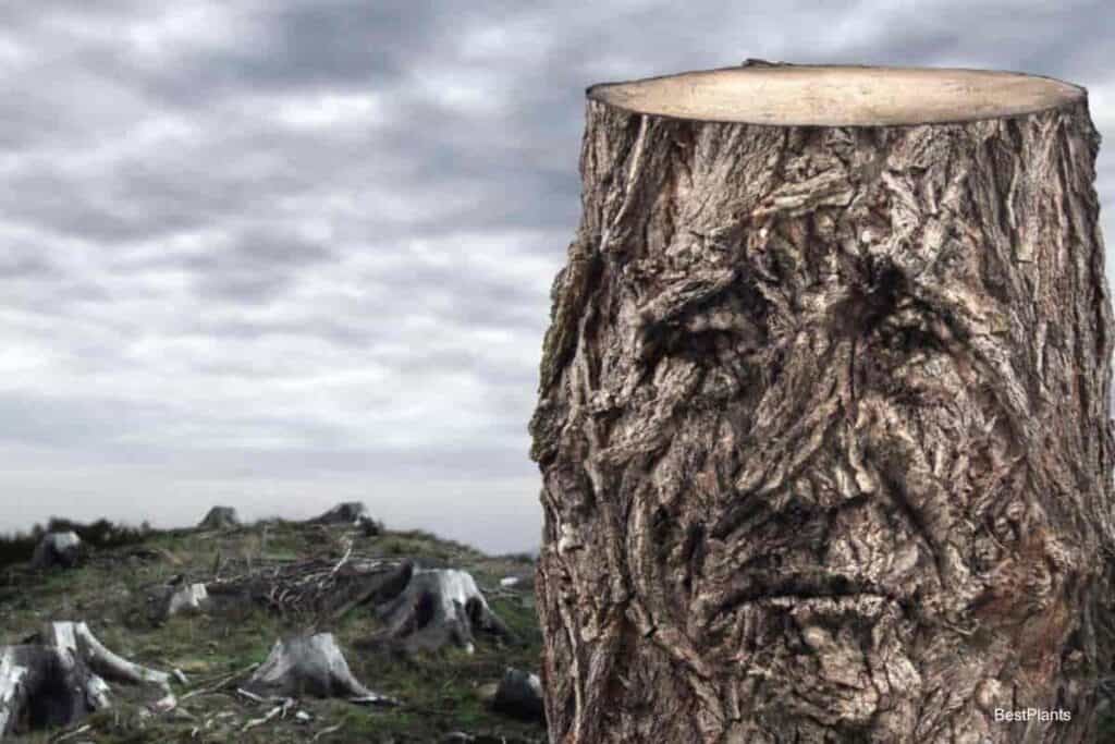kill a tree