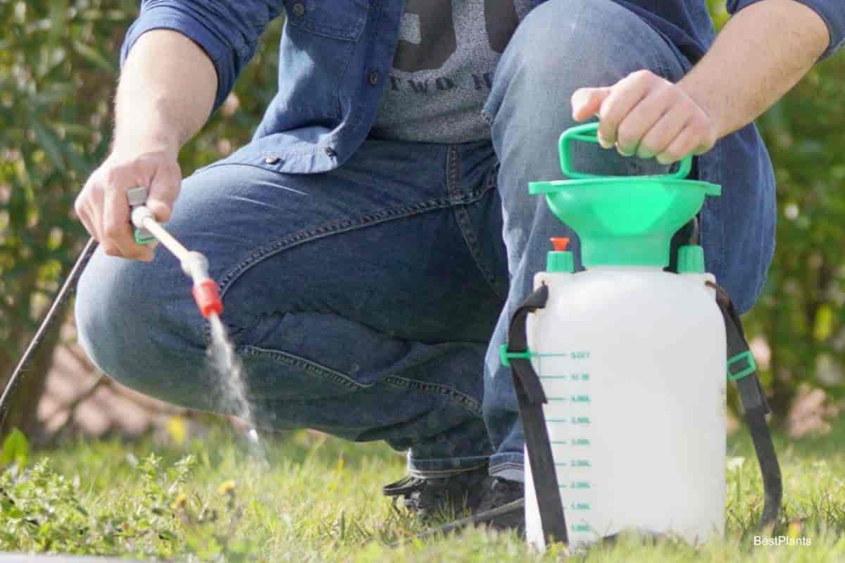 Vinegar for Weeds