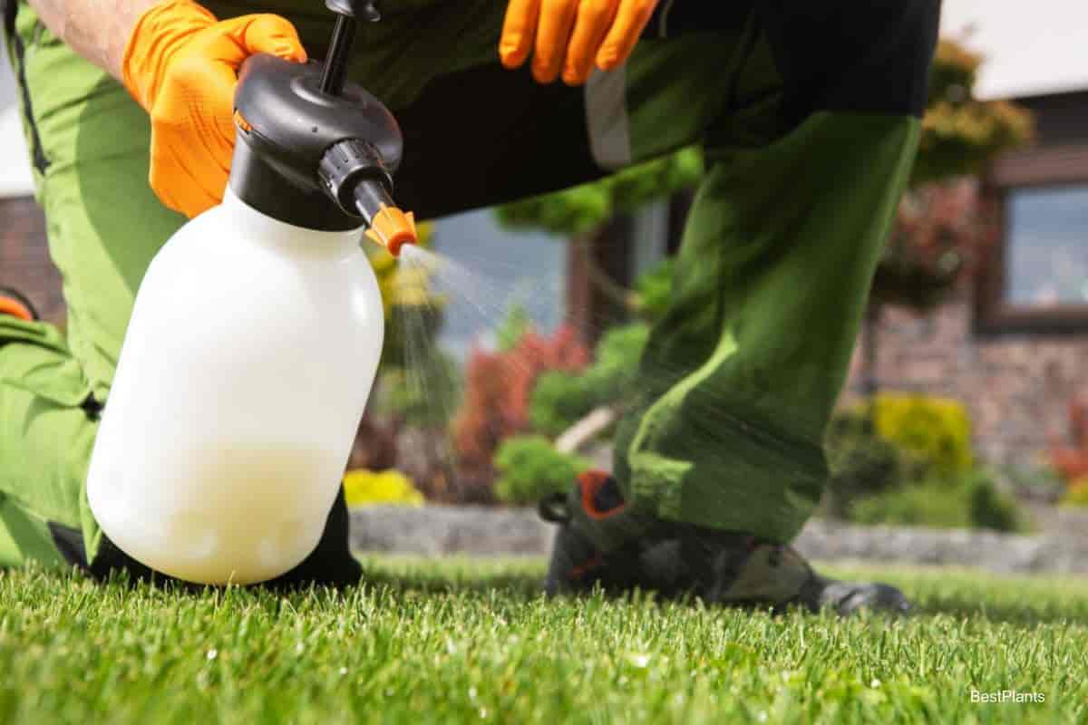 Weed Killer in Spray Bottle