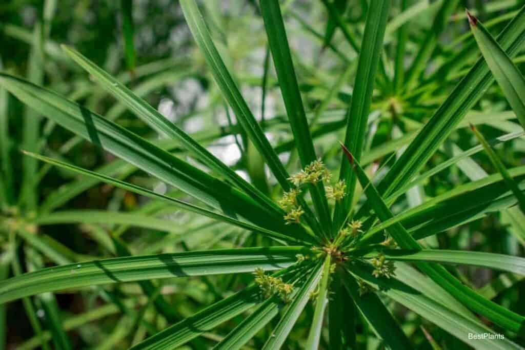 Nutsedge Killer