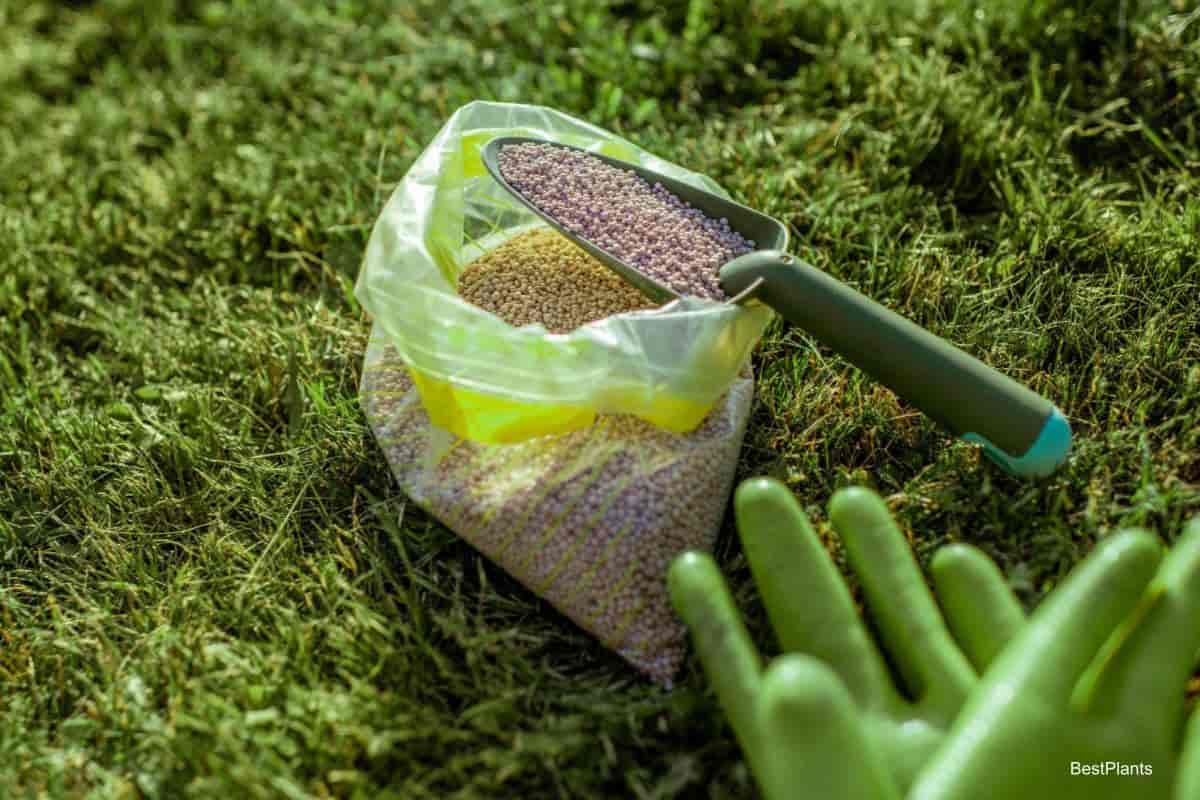 Fertilizer for Killing Weeds