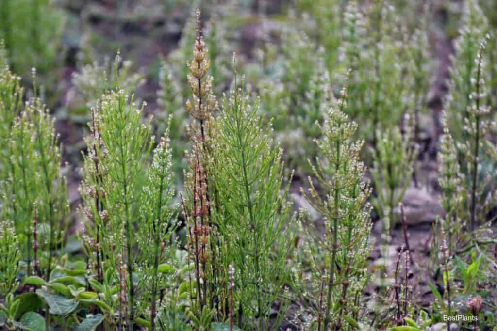 Horsetail in the Lawn