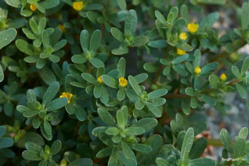 Purslane Weed